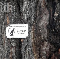 Пищни тържества организират сливенци под Стария бряст, станал европейско дърво на годината