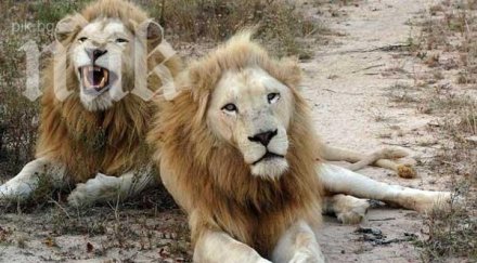 датският зоопарк уби жирафа маруис екзекутира семейство лъвове снимки