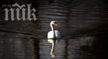 любопитен хороскоп разкрива качествата кое животно носите себе