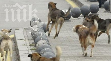 бездомни псета нахапаха старица варна