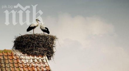 любов два щъркела доказват вече години