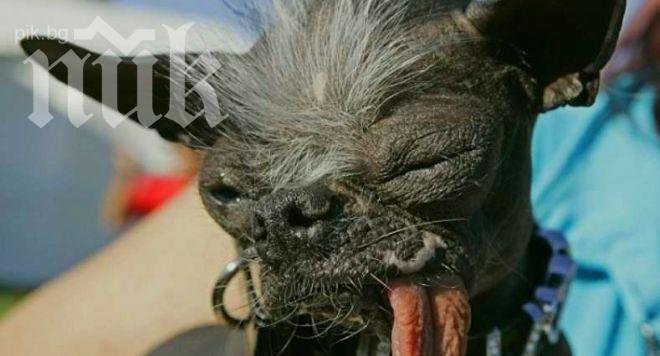 Бивш служител на НАСА учи кучета да се самоснимат