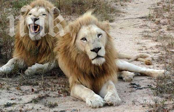 Датският зоопарк, който уби жирафа Маруис, екзекутира и семейство лъвове (снимки)