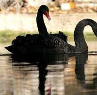 Черни лебеди плуват в езерото на парк 