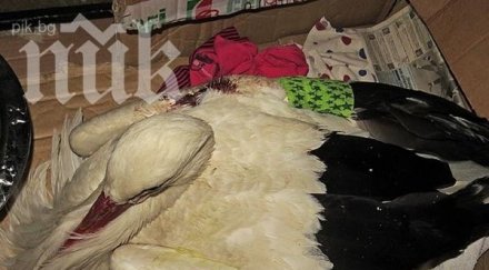 жестокост деца пребиха камъни щъркел