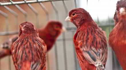 отвори врати първата ферма канарчета българия