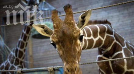 пускат залози кое следващото убито животно копенхаген