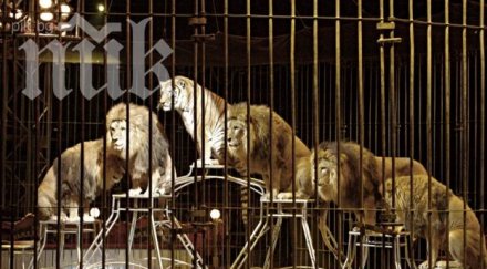 цирковите представления диви животни 2015