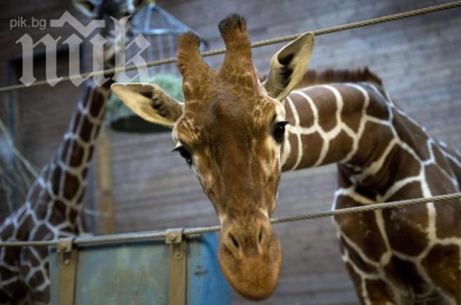 Пускат залози кое ще е следващото убито животно в Копенхаген
