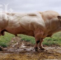 Ужас! Вижте как изглежда един генно-модифициран бик! (снимка)
