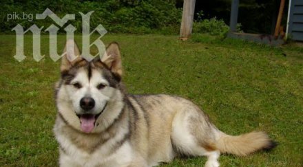 шок злобни съседи обесиха домашно куче заради изядени кокошки