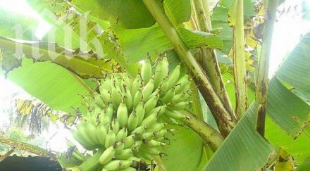 скандал африканци садят банани харманли местните викат маймуни