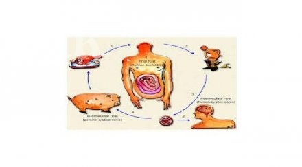 чревни инфекции мъчат варненци