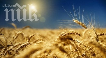 обезпокоително климатичните аномалии вече засегнали световните запаси храни