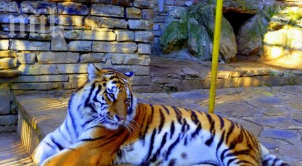 пловдив строят първия българия зоопарк стандартите