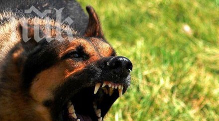 овчарски кучета разкъсаха булонка собственикът спаси чудо