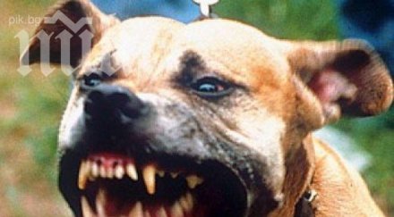 жената нахапана зверски питбули кома състоянието критично