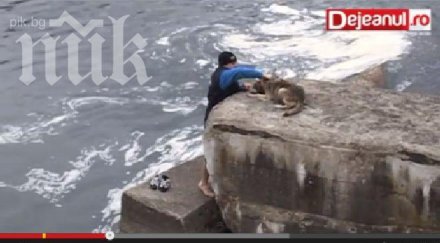 трогателно видео куче отблагодарява спасяват ледените води