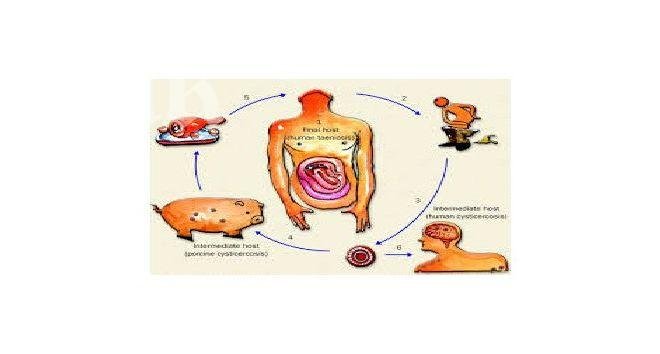 Чревни инфекции мъчат варненци
