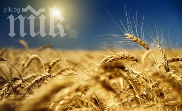 Обезпокоително! Климатичните аномалии вече са засегнали световните запаси от храни!