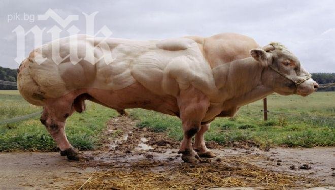 Ужас! Вижте как изглежда един генно-модифициран бик! (снимка)