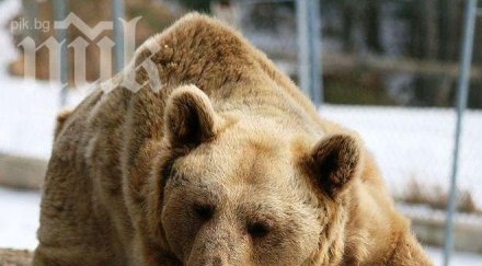 русе възропта дава мечките