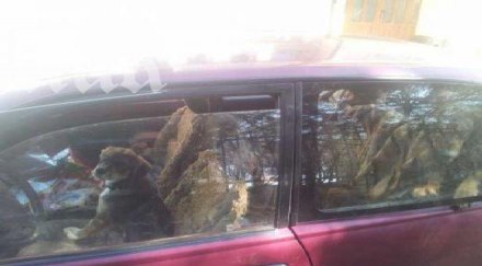 автомобил стана затвор кучета поморие