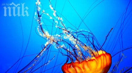 черно море остана без риба замърсяването привлякло хищни медузи