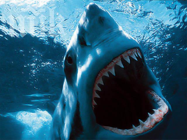 Акули убиха двама души в Австралия