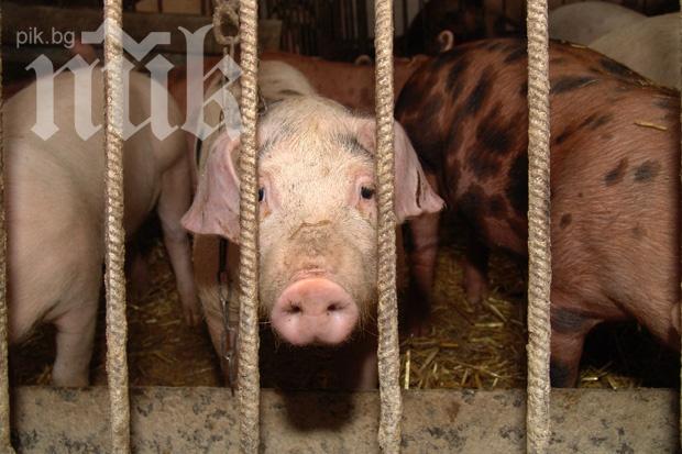 Възрастна врачанка отнесе здрав бой заради прасе