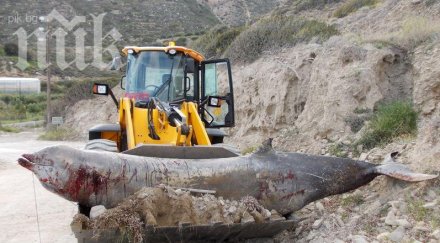 бреговете крит покриха тела мъртви китове убити военни сонари