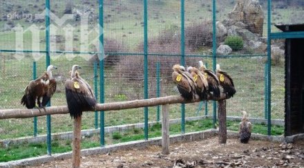 десет лешояда настаняват централен балкан снимки