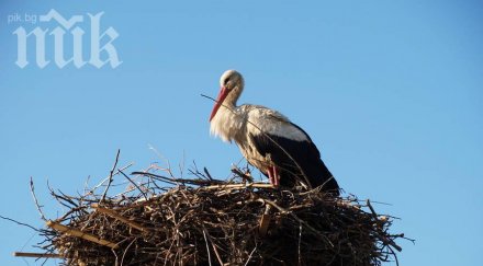 благородство мъж спаси умиращ щъркел