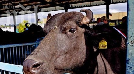 крава теле дърва изгоряха необитаема къща