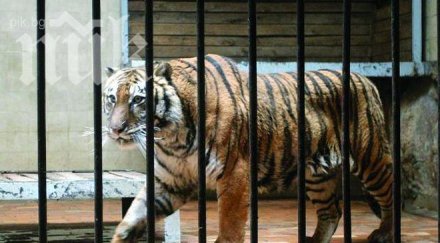 семейна сага решетките тигърът геро влюби балдъзата