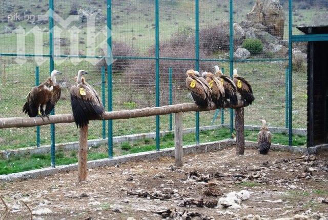 Десет нови лешояда настаняват в Централен Балкан (снимки)