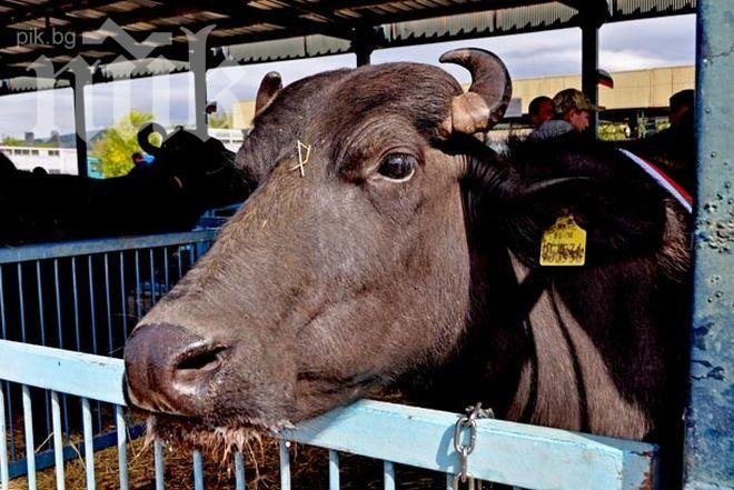 Крава, теле и дърва изгоряха в необитаема къща