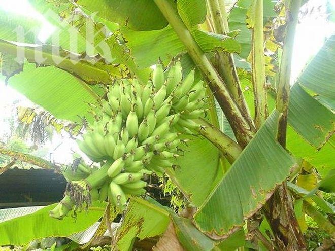 Ужас! Задава се бананов мор по света