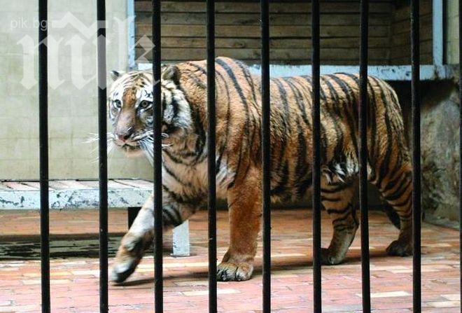 Семейна сага зад решетките: Тигърът Геро се влюби в балдъзата си