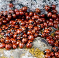Китайски калинки нападнаха Раковишкия манастир, местните ги наричат шестокраки алигатори