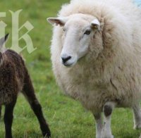 Бебе на овца и козел шашна ирландски фермер
