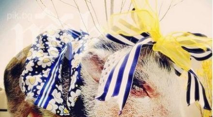 запознайте известното прасе интернет