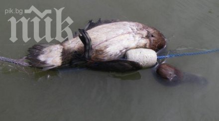 бракониерска мрежа уби белоока потапница