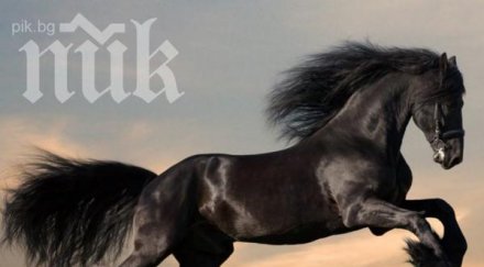 разярен кон откъсна артерия мъж конарско