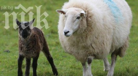 бебе овца козел шашна ирландски фермер