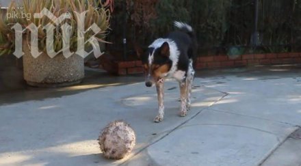 невероятно умното куче света видео