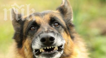 бездомно куче нападна възрастна жена исперих разкъса крака