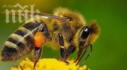 пчелите измират северна европа