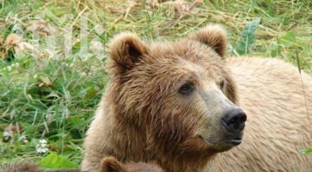 убиха тримесечно мече зоопарк швейцария