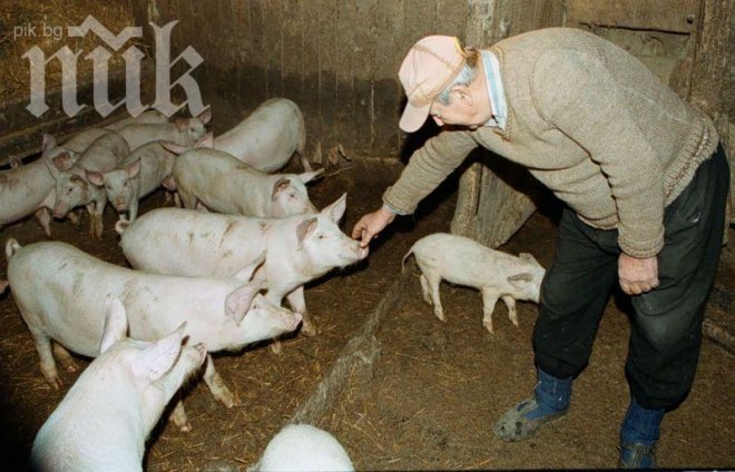 Дават 40 млн. лева за щастието на българските прасета